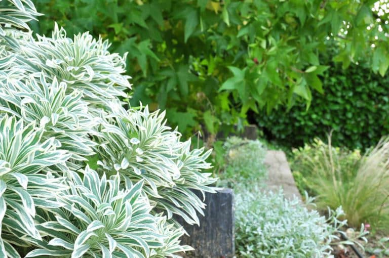 jardin plat avec butte euphorbia sophie durin